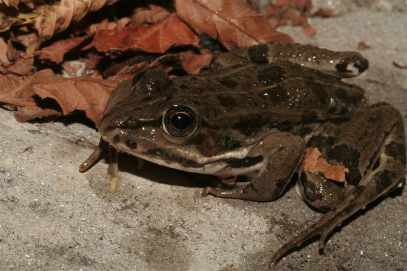 Potamon fluviatilis e gamberi: pericolo per ululoni??